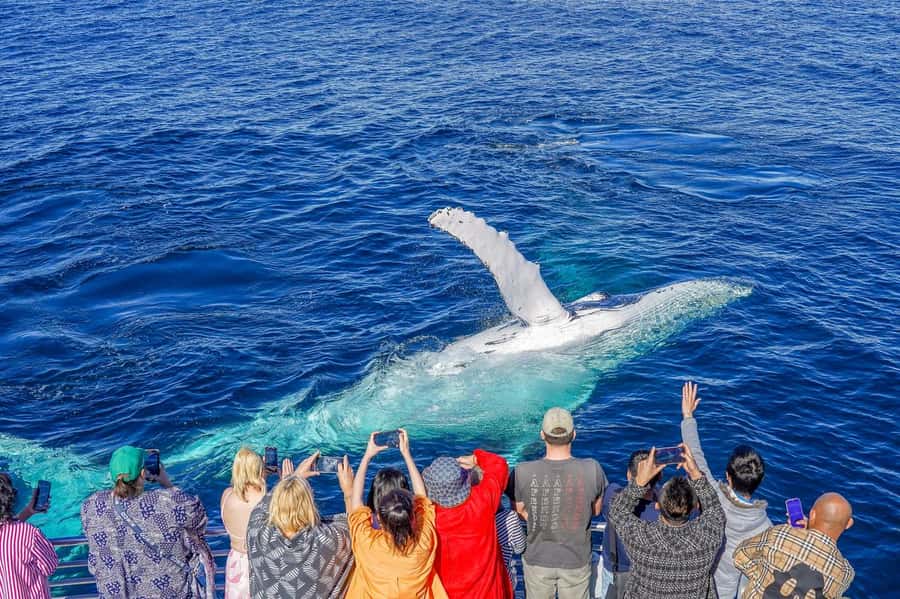 Gold Coast: Whale Watching Cruise & Sea World Entry - The price and what you actually receive