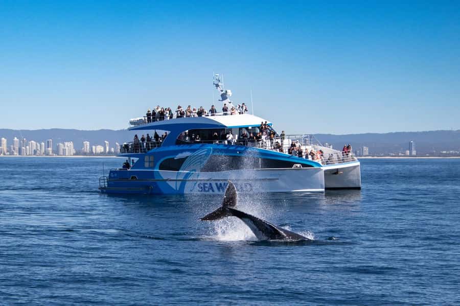 Gold Coast: Whale Watching Cruise & Sea World Entry - Who should book this experience?