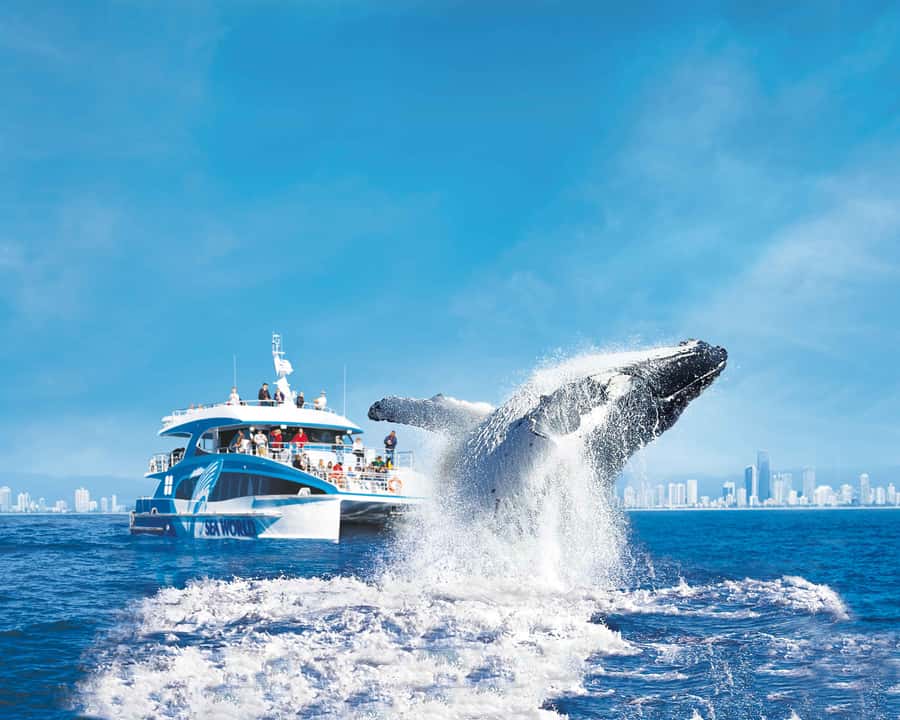 Gold Coast: Whale Watching Cruise & Sea World Entry - Setting out on the Humpback Highway