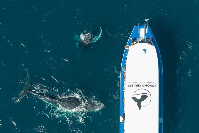Gold Coast Whale Watching Cruise - Finding the Whale Highway