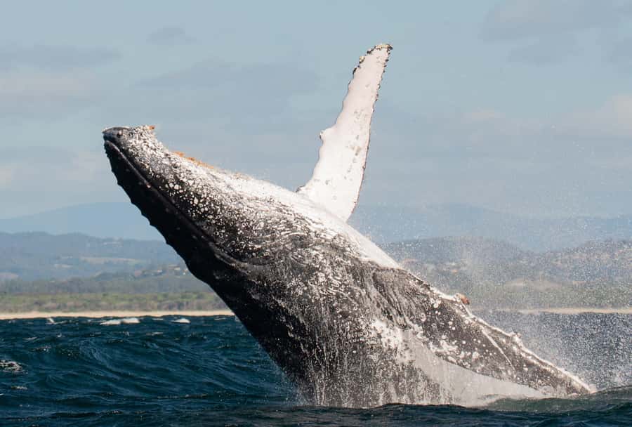 Gold Coast: Whale Watching - The best months: May through November