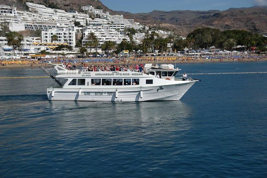 Gran Canaria: Dolphin and Whale Watching Cruise - Booking and timing advice