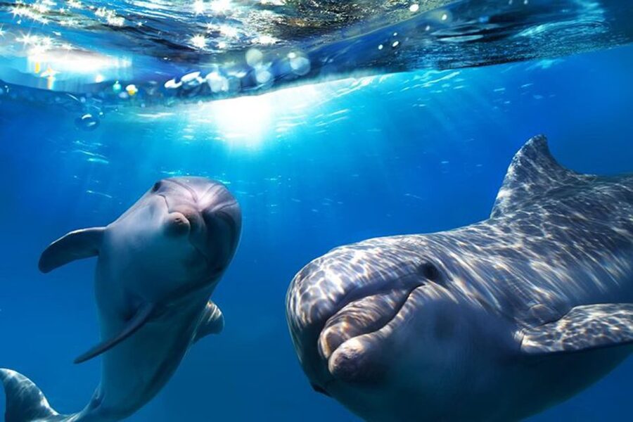 Gran Canaria: Dolphin and Whale Watching Cruise - Leaving Gran Canaria’s southern coast