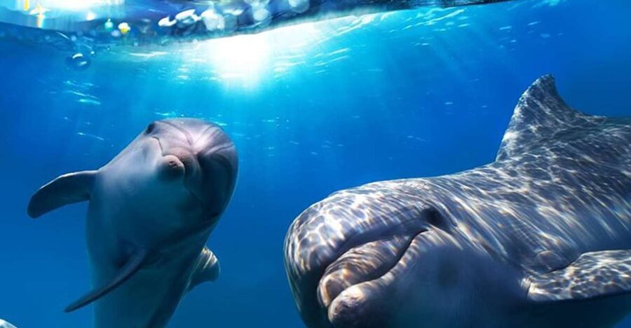 Gran Canaria: Dolphin and Whale Watching Cruise - When a pod appears beside the boat