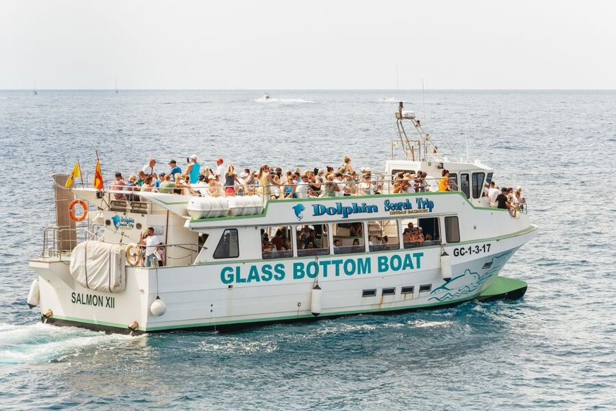 Gran Canaria: Dolphin and Whale Watching Cruise - Whales, turtles, and other possible sightings
