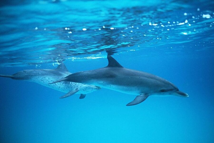 Gran Canaria: Dolphin and Whale Watching Cruise - The boat, crew, and onboard comfort