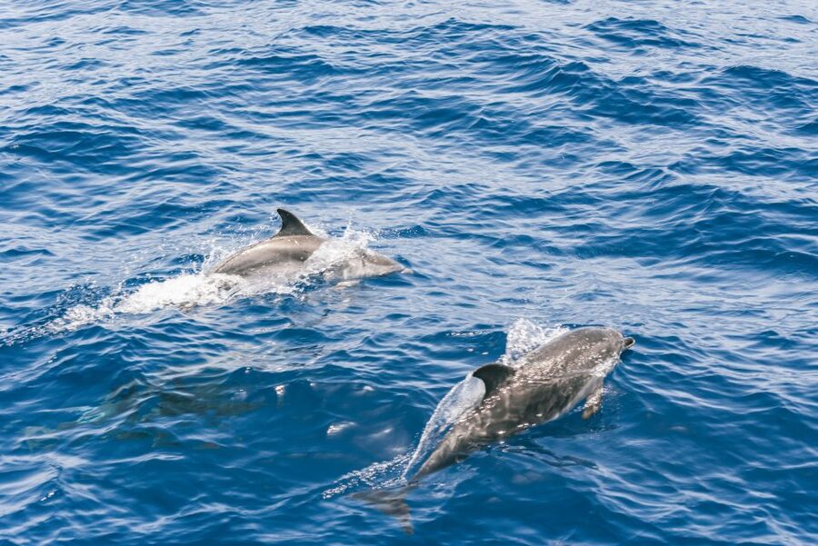 Gran Canaria: Dolphin and Whale Watching Cruise - Rough seas and motion sickness