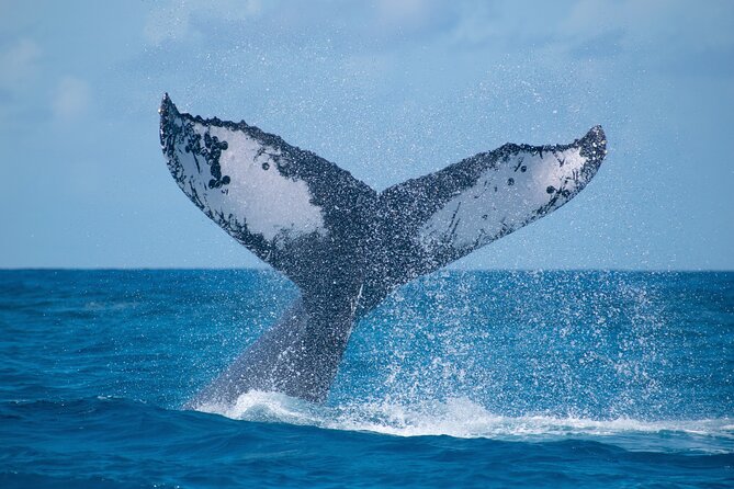 Grand Turk: Whale Watching - Key points before you book