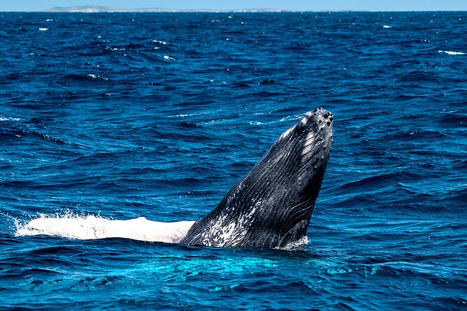 Grand Turk: Whale Watching - Why Grand Turk is a good place for whale watching