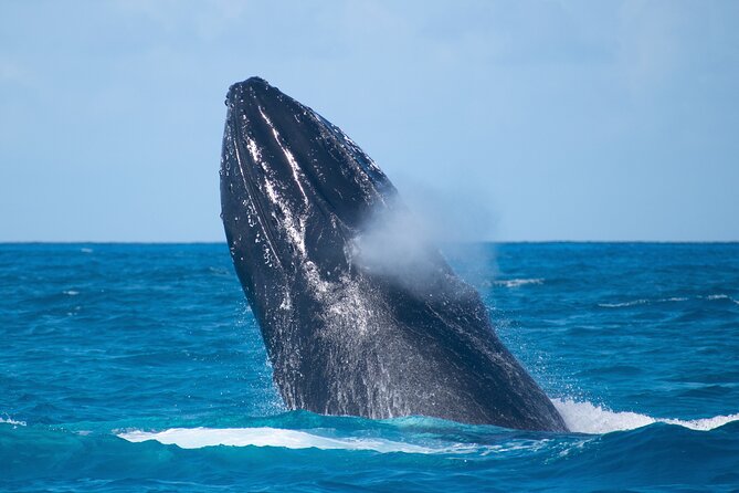 Grand Turk: Whale Watching - What happens once whales are found