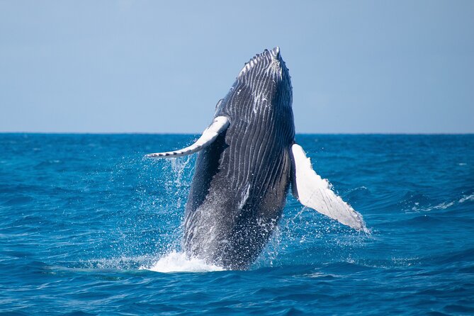 Grand Turk: Whale Watching - Rum punch, snacks, and the practical comforts