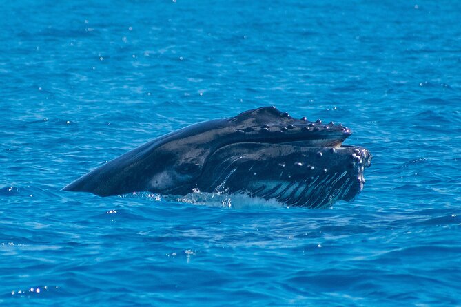 Grand Turk: Whale Watching - Is $200 per person good value?