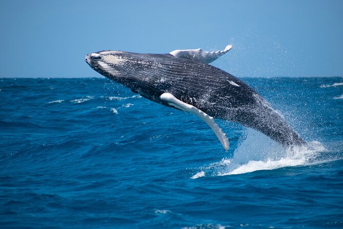 Grand Turk: Whale Watching - Meeting at Jack’s Shack Beach Bar & Grill