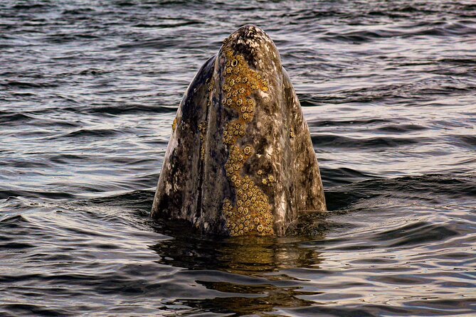 Gray Whale Journey: 10-Hour Tour with 3 Hours of Whale Watching - Key Points at a Glance