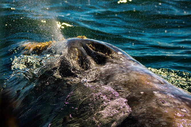 Gray Whale Journey: 10-Hour Tour with 3 Hours of Whale Watching - Why This Whale Trip Takes the Whole Day