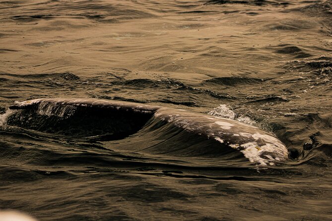 Gray Whale Journey: 10-Hour Tour with 3 Hours of Whale Watching - What the $298.89 Price Really Buys
