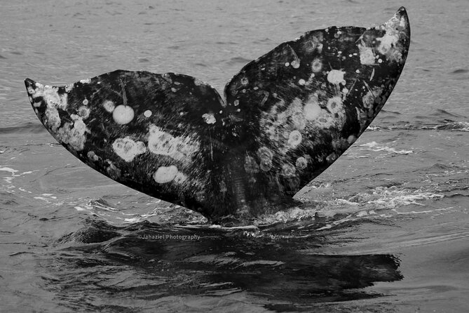 Gray Whale Journey: 10-Hour Tour with 3 Hours of Whale Watching - Reaching Puerto Chale and Bahía Almejas