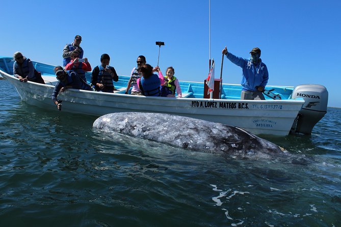 Gray Whale-Watching 2-Day Experience in Magdalena Bay - Key Points at a Glance