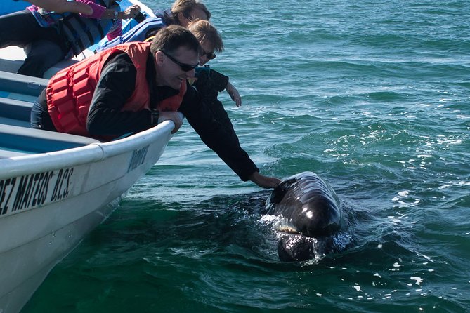 Gray Whale-Watching 2-Day Experience in Magdalena Bay - The Six-Hour Road to López Mateos
