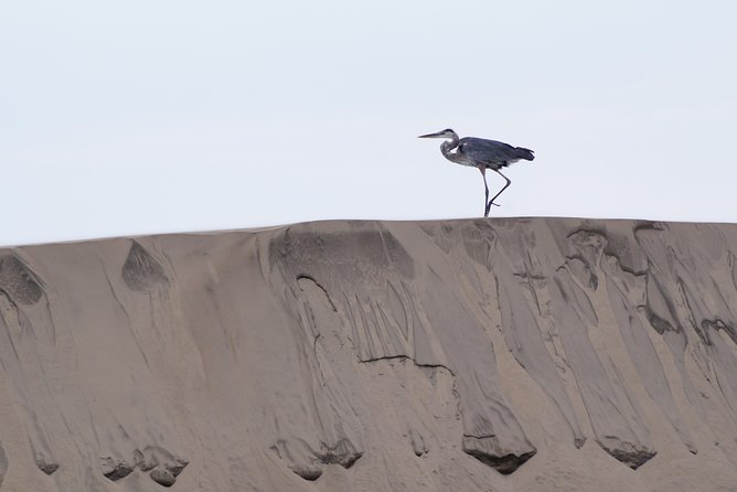 Gray Whale-Watching 2-Day Experience in Magdalena Bay - What You May See Beyond the Whales