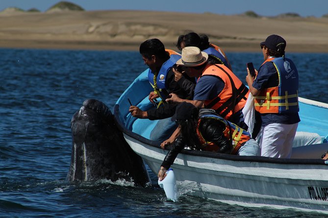 Gray Whale-Watching 2-Day Experience in Magdalena Bay - Price, Group Size, and What the $799 Covers