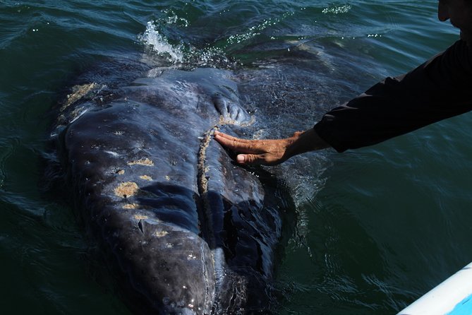 Gray Whale-Watching 2-Day Experience in Magdalena Bay - Day One: Arrival, Lunch, and the First Whale Trip