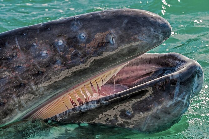 Gray Whale Watching Expedition at Magdalena Bay - A six-person panga changes the experience