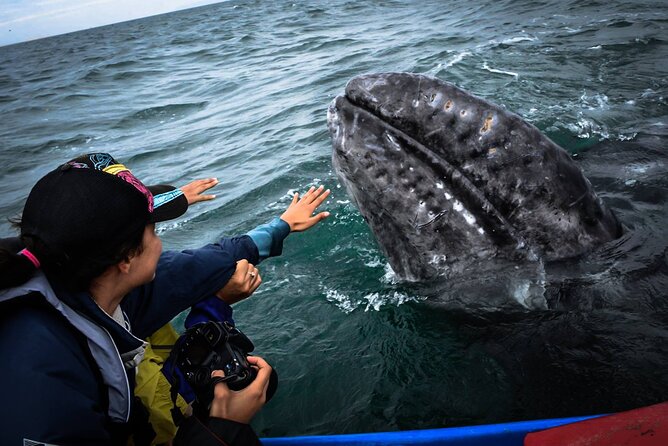 Gray Whale Watching Expedition at Magdalena Bay - Gray whales at close range