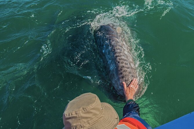 Gray Whale Watching Expedition at Magdalena Bay - Dolphins, birds, mangroves, and dunes