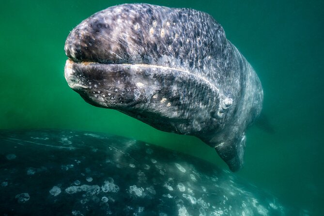 Gray Whale Watching Expedition at Magdalena Bay - Is $179.12 a fair price?