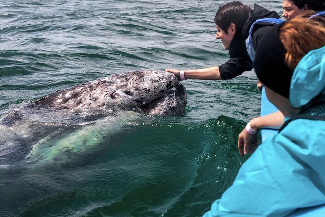 Gray Whale Watching Expedition at Magdalena Bay - Who should book this Puerto Chale outing?