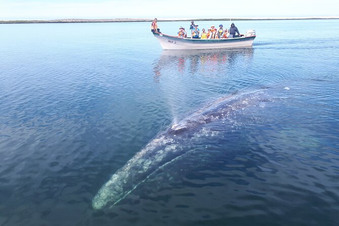 Gray Whale Watching Expedition at Magdalena Bay - Booking, weather, and cancellation details