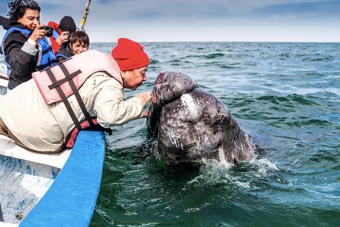 Gray Whale Watching Expedition at Magdalena Bay - What happens after the 9:00 am meeting