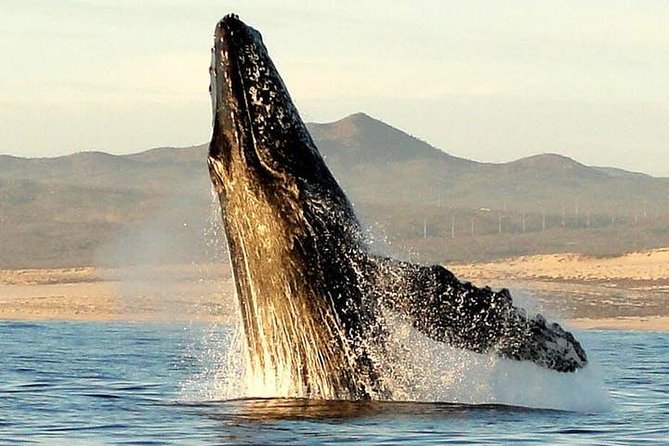 Gray Whale Watching Tour at Lopez Mateos - Key Points at a Glance