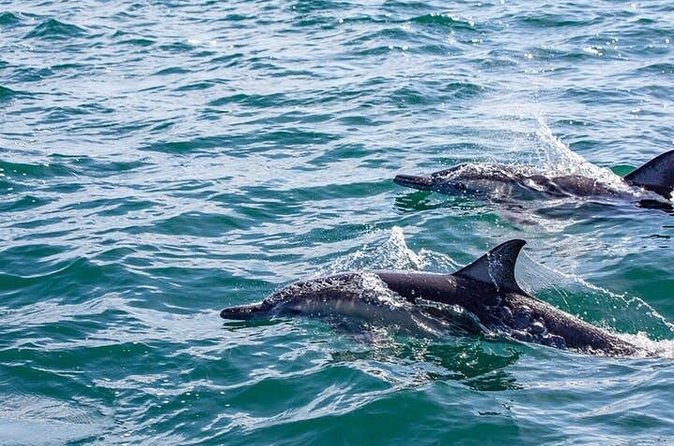 Gray Whale Watching Tour at Lopez Mateos - What the $185 Price Really Covers