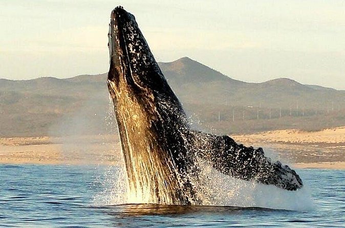 Gray Whale Watching Tour at Lopez Mateos - A Group Size That Keeps the Day Manageable