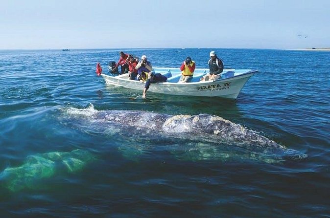 Gray Whale Watching Tour at Lopez Mateos - Who Will Get the Most From This Tour