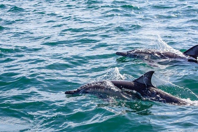 Gray Whale Watching Tour at Lopez Mateos - Booking Timing, Weather, and Cancellations