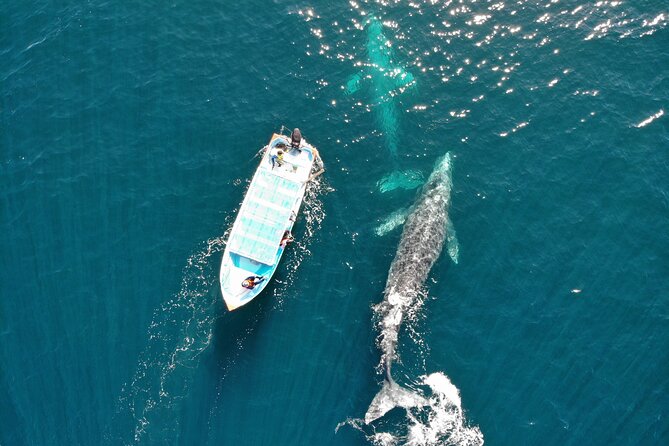 Gray Whale Watching Tour with Marine Biologist and Small Group - Why Puerto Chale is worth the long drive