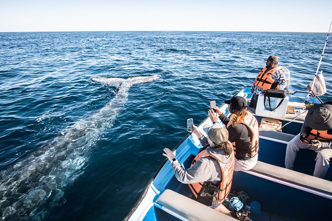 Gray Whale Watching Tour with Marine Biologist and Small Group - What the boat portion feels like