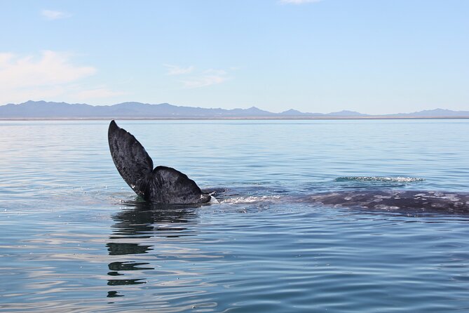 Gray Whale Watching Tour with Marine Biologist and Small Group - Seafood lunch in Puerto Chale