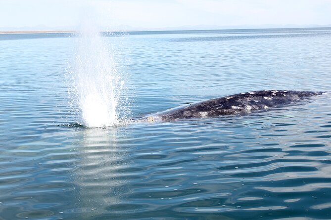 Gray Whale Watching Tour with Marine Biologist and Small Group - Is $376.34 a fair price?