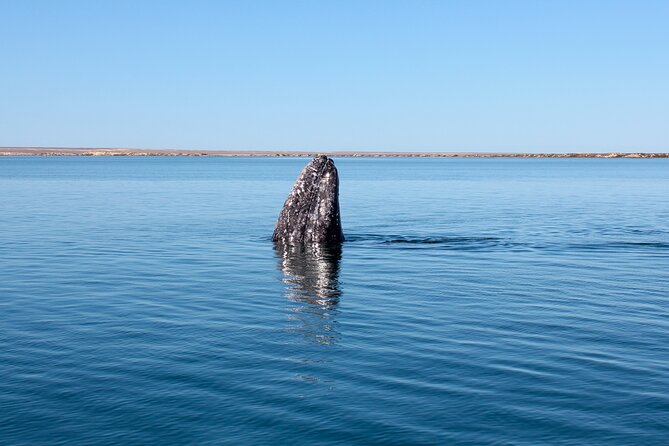 Gray Whale Watching Tour with Marine Biologist and Small Group - The winter season and weather factor
