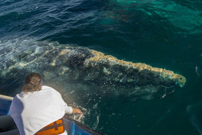 Gray Whale Watching Tour with Marine Biologist and Small Group - Who will enjoy this whale tour most?