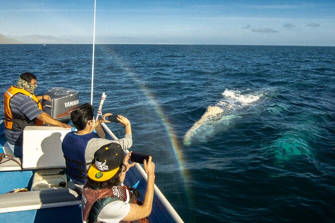 Gray Whale Watching Tour with Marine Biologist and Small Group - A six-person boat changes the day