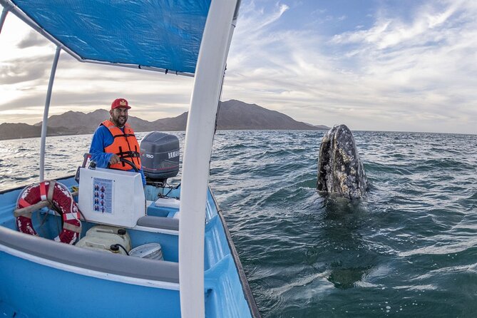 Gray Whales Watching in Magdalena Bay - Why Magdalena Bay is worth the long ride