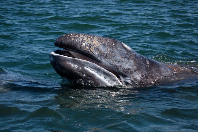 Gray Whales Watching in Magdalena Bay - Meeting the guide and reaching the water