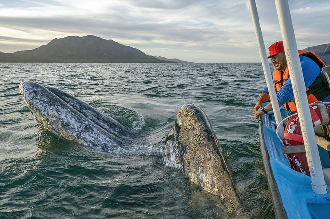 Gray Whales Watching in Magdalena Bay - Three hours on a panga in Magdalena Bay
