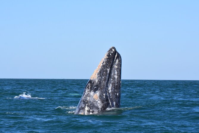 Gray Whales Watching in Magdalena Bay - Breakfast is included, but plan for lunch