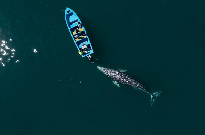 Gray Whales Watching in Magdalena Bay - What the $232.85 price really covers